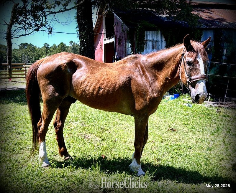 "Benny" Sorrel Gelding Quarter Horse - Quarter Horse in Texas