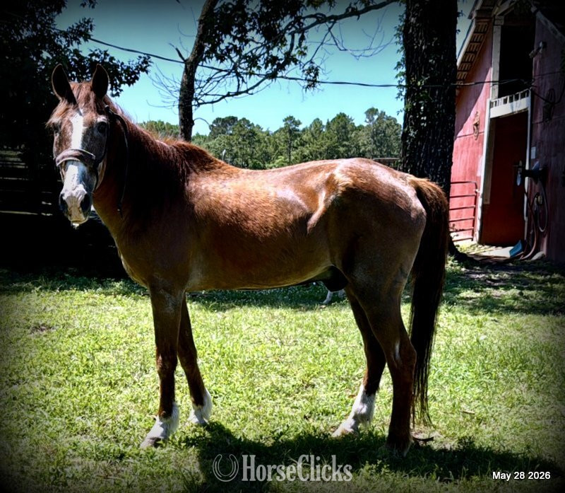 "Benny" Sorrel Gelding Quarter Horse - Quarter Horse