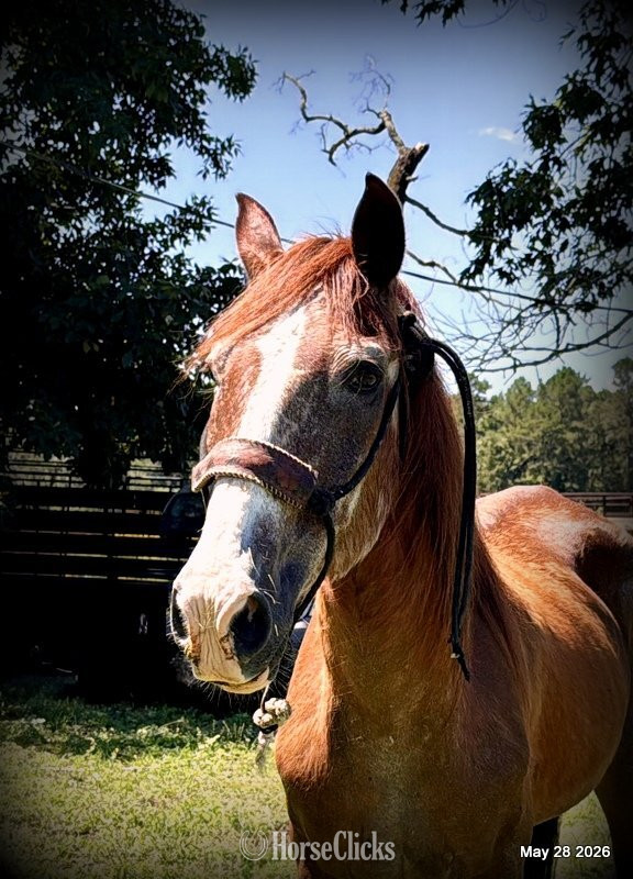 "Benny" Sorrel Gelding Quarter Horse Texas