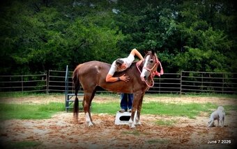 "Benny" Sorrel Gelding Quarter Horse