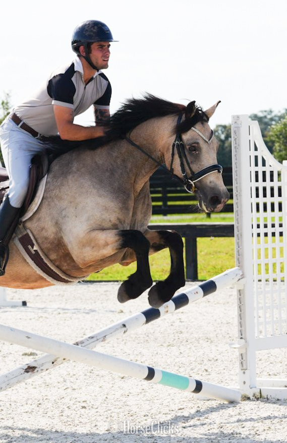 "LUSMAGH LARRY" Dun Gelding Connemara