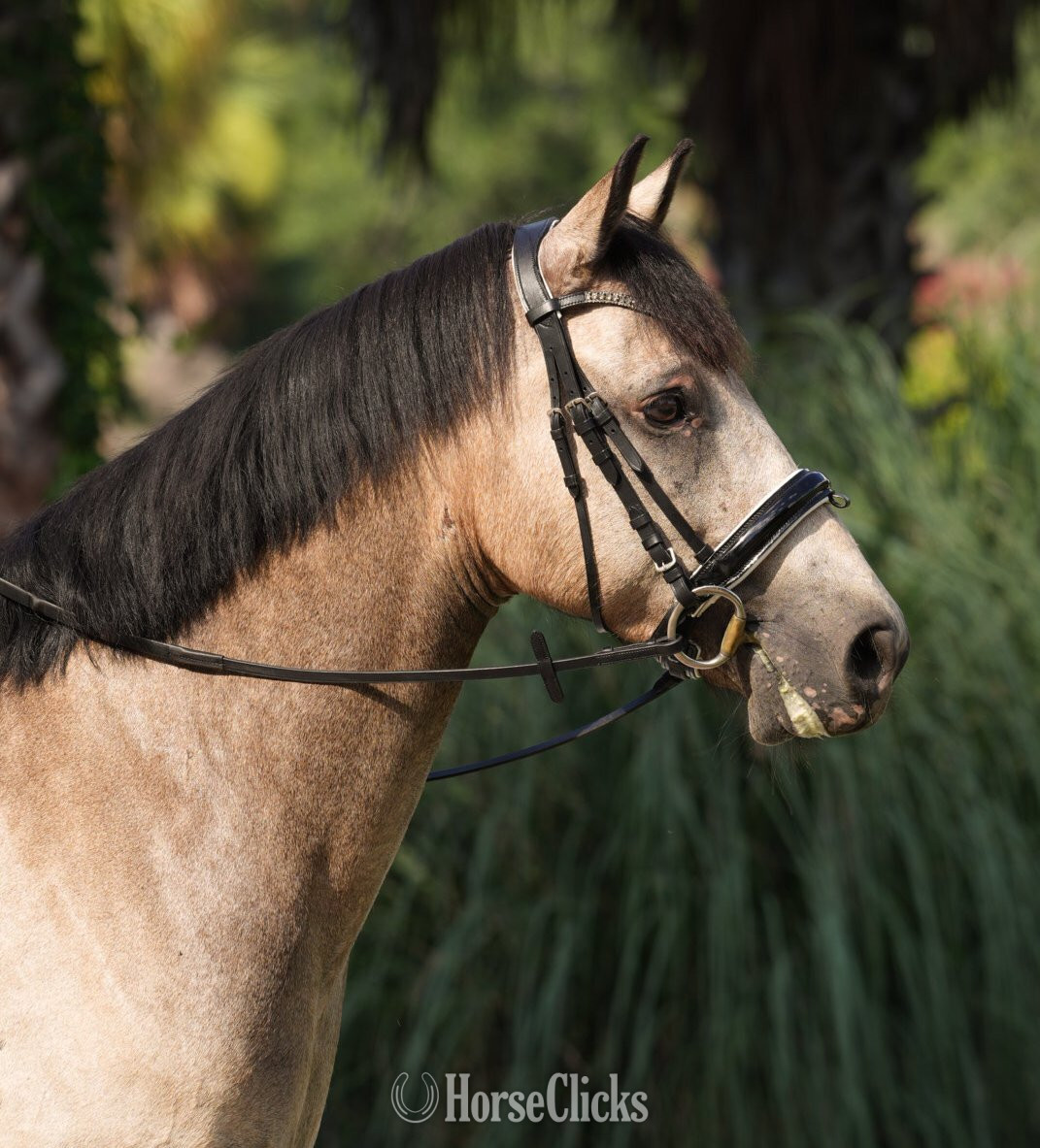 "LUSMAGH LARRY" Dun Gelding Connemara Florida
