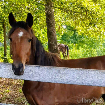 "Denali" Bay Mare Tennessee Walker