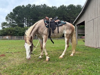 "The Ink Master " Strawberry Roan Gelding Tennessee Walker