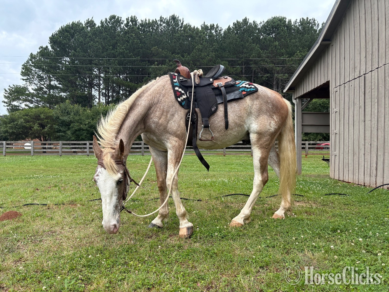 "The Ink Master " Strawberry Roan Gelding Tennessee Walker in Georgia