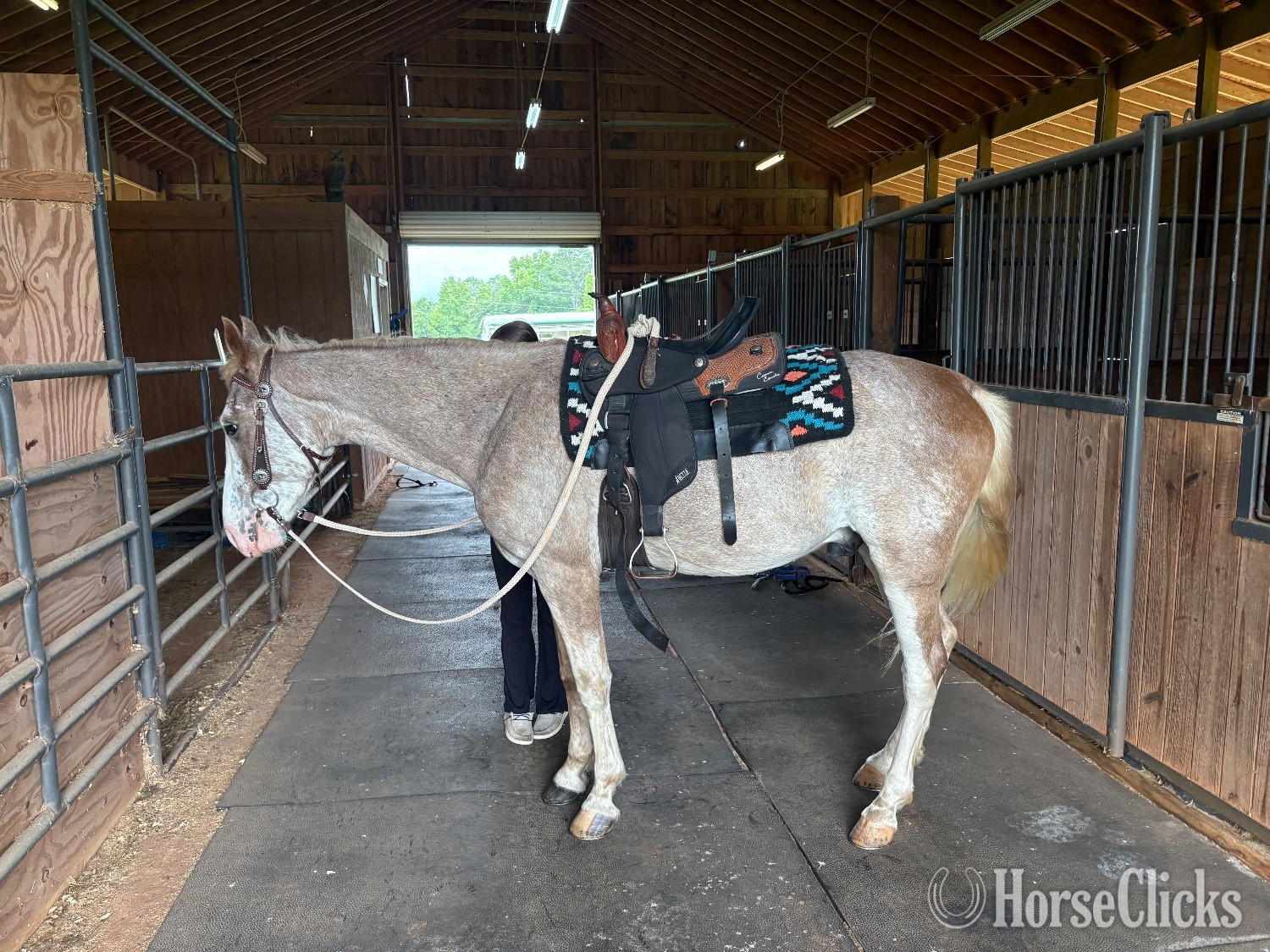 "The Ink Master " Strawberry Roan Gelding Tennessee Walker