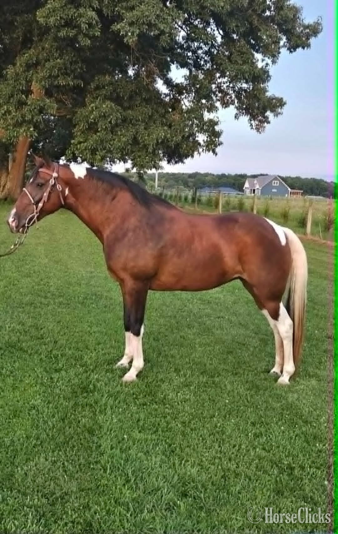 "Jewel" Spotted Mare Spotted Saddle in Tennessee