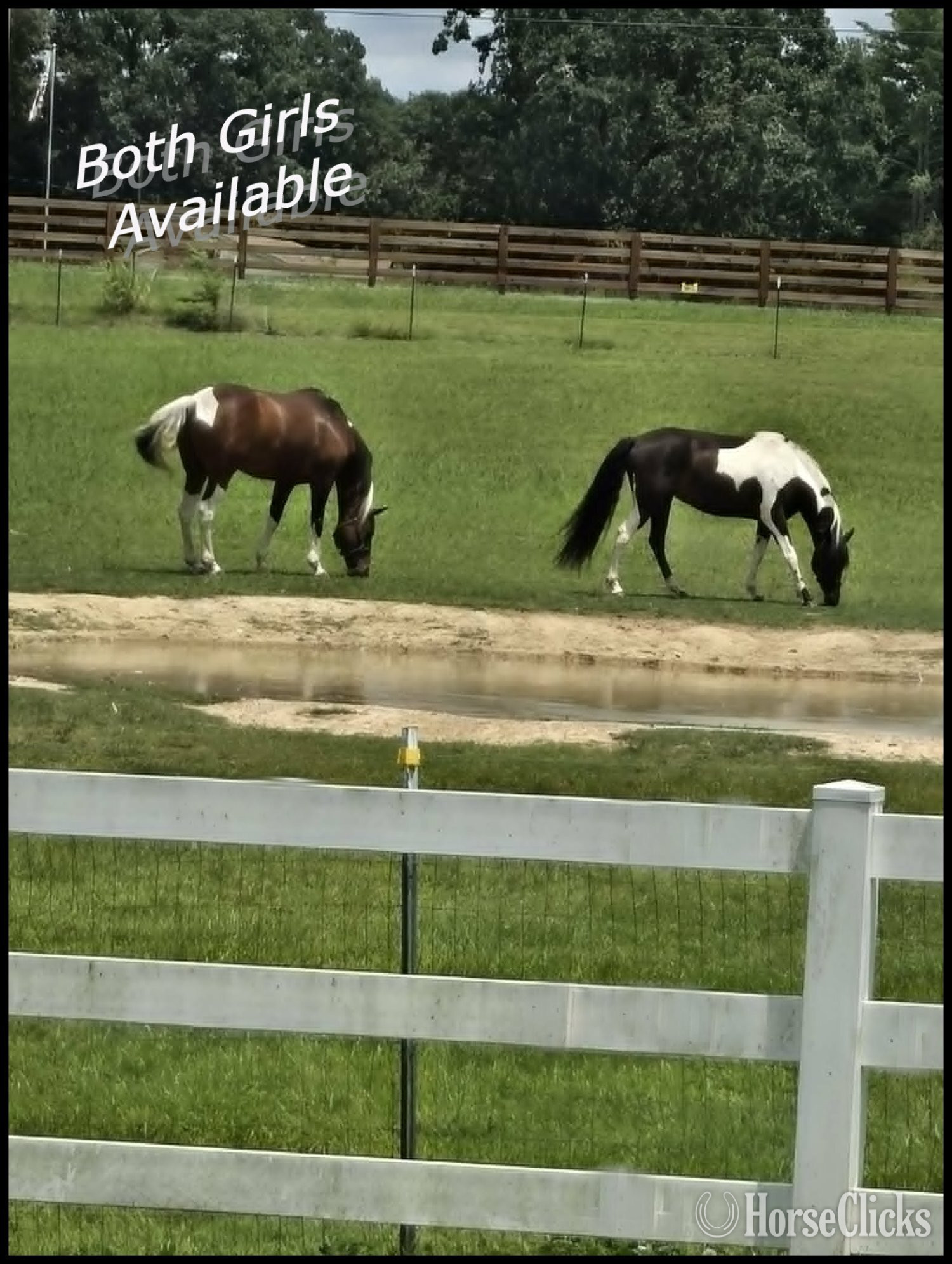 "Jewel" Spotted Mare Spotted Saddle - Spotted Saddle in Tennessee