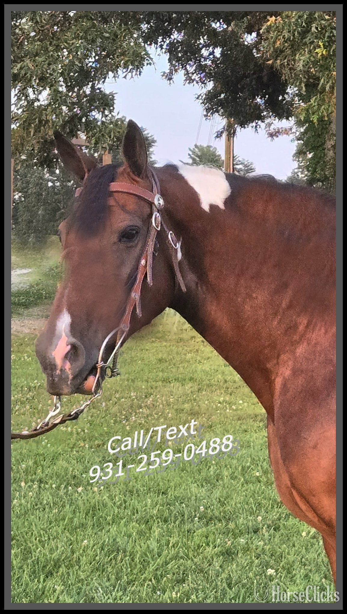 Tennessee "Jewel" Spotted Mare Spotted Saddle