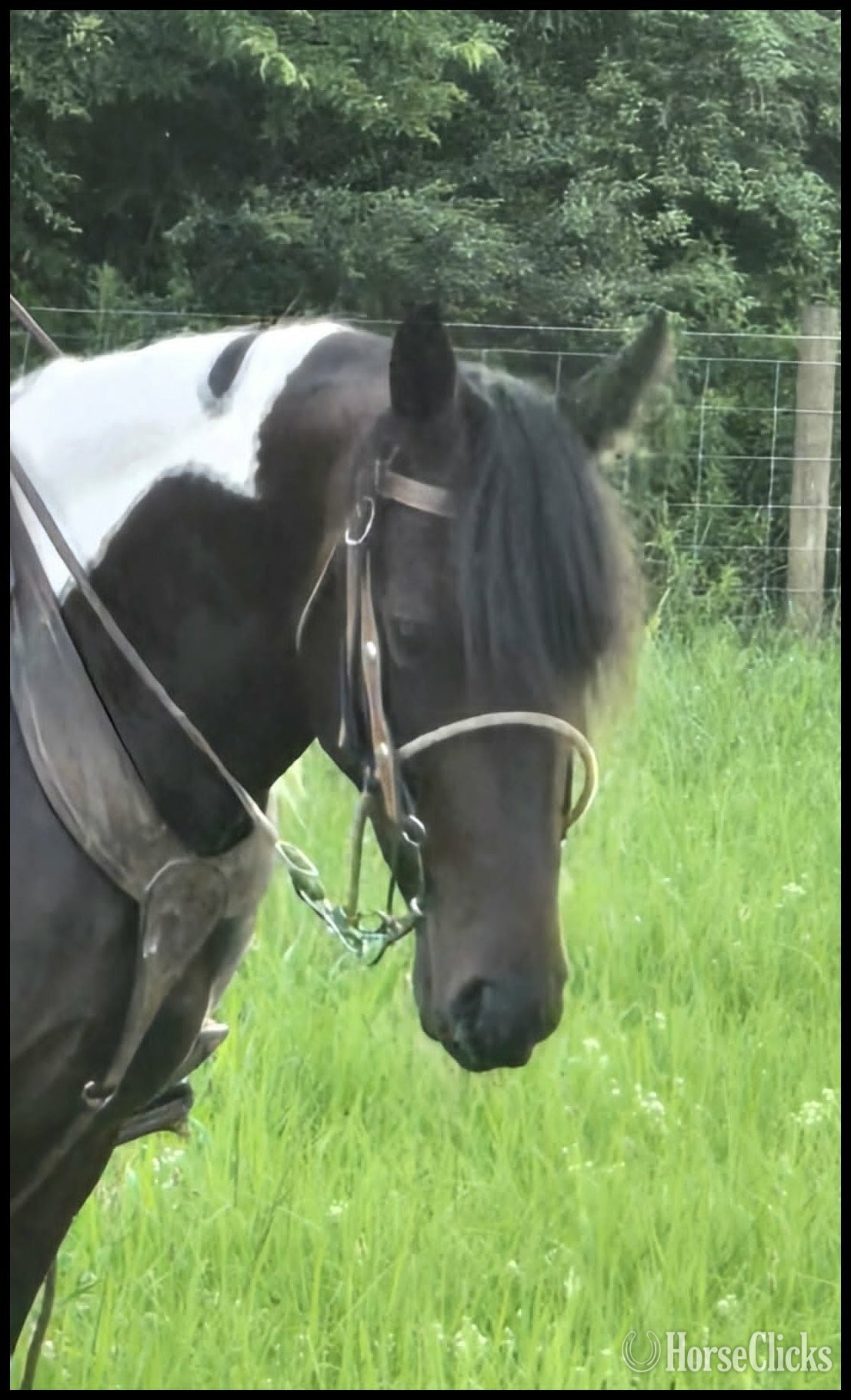 Spotted Saddle - "Jewel" Spotted Mare Spotted Saddle