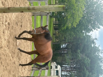 "The Boot Wildcat" Bay Gelding Thoroughbred