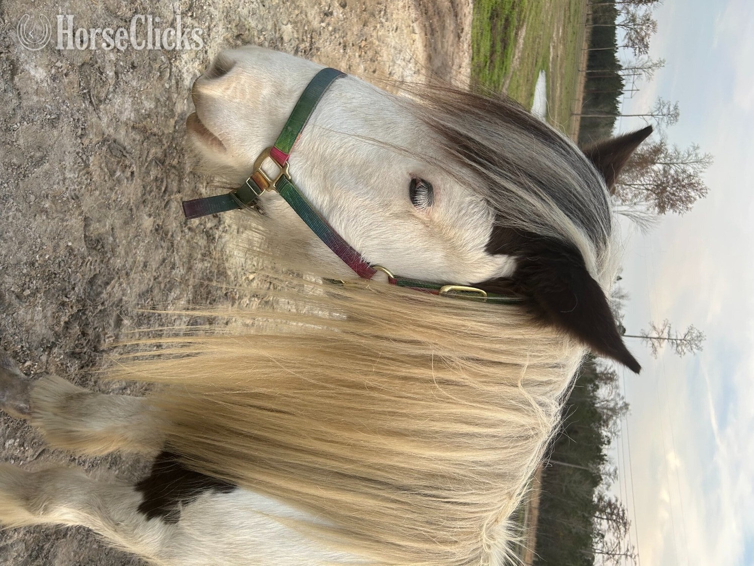 "FLF Irish Grace" Piebald Mare Gypsy Vanner