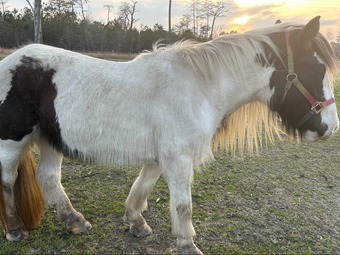 "FLF Irish Grace" Piebald Mare Gypsy Vanner