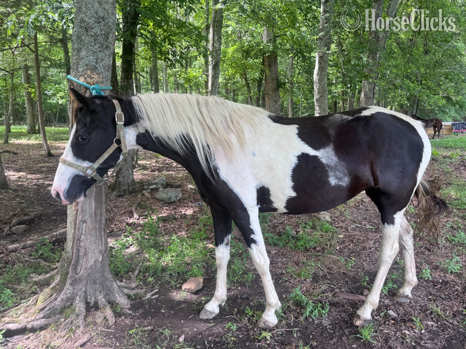 "Ophelia"  Mare Spotted Saddle