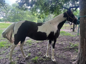 "Ophelia"  Mare Spotted Saddle