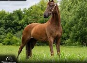 "Honors Protocol" Chestnut Gelding Tennessee Walker
