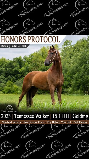 "Honors Protocol" Chestnut Gelding Tennessee Walker