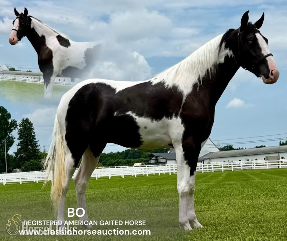"BO" Tabiano Gelding Spotted Saddle in Tennessee