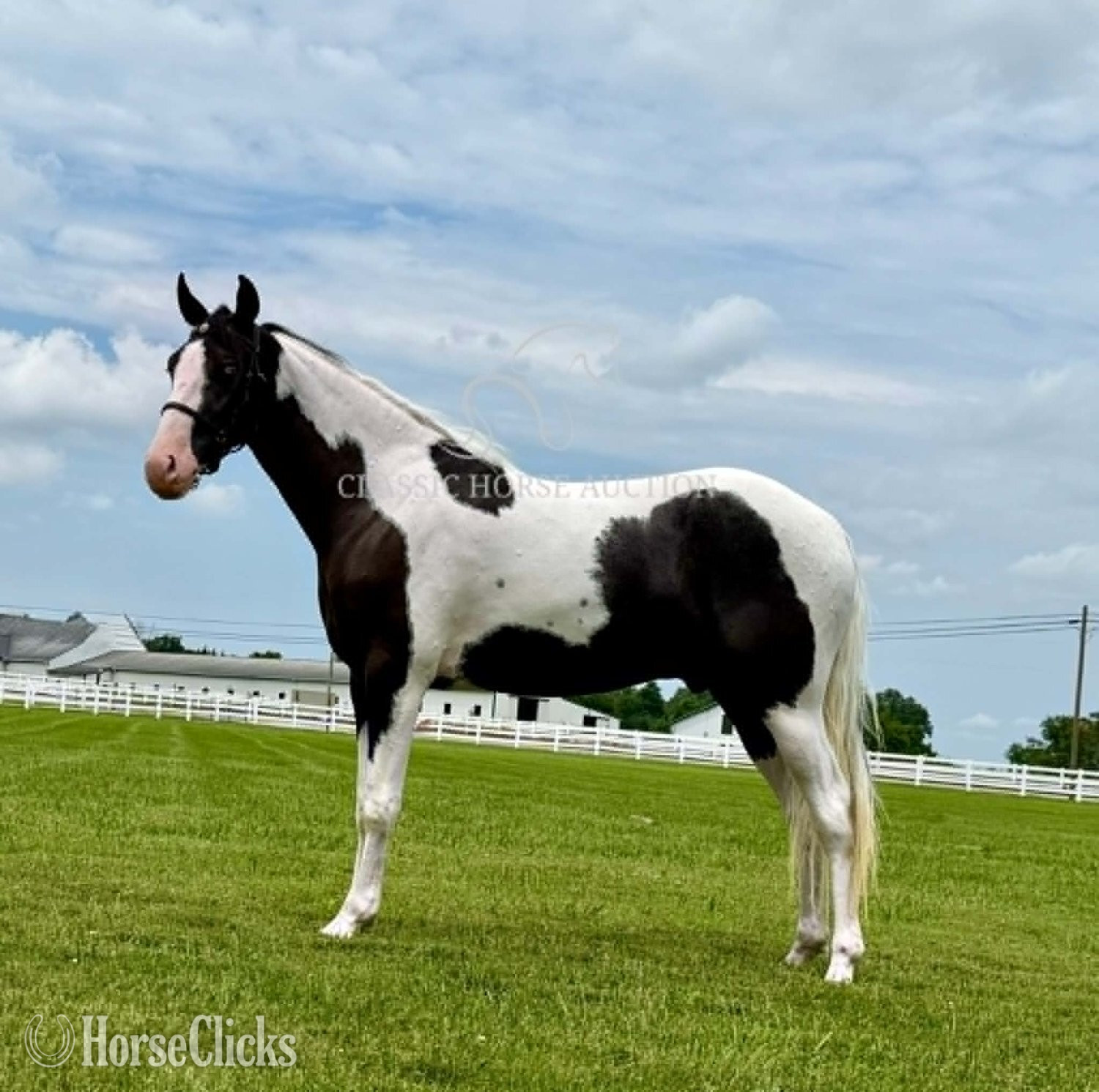 "BO" Tabiano Gelding Spotted Saddle