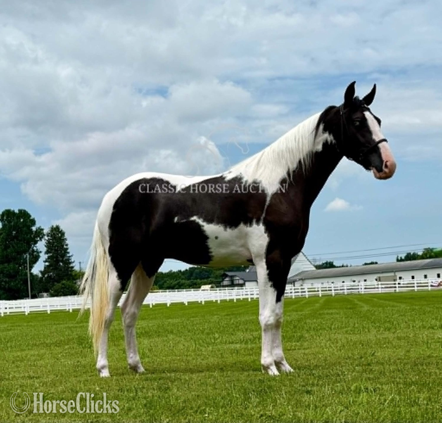 Tennessee "BO" Tabiano Gelding Spotted Saddle