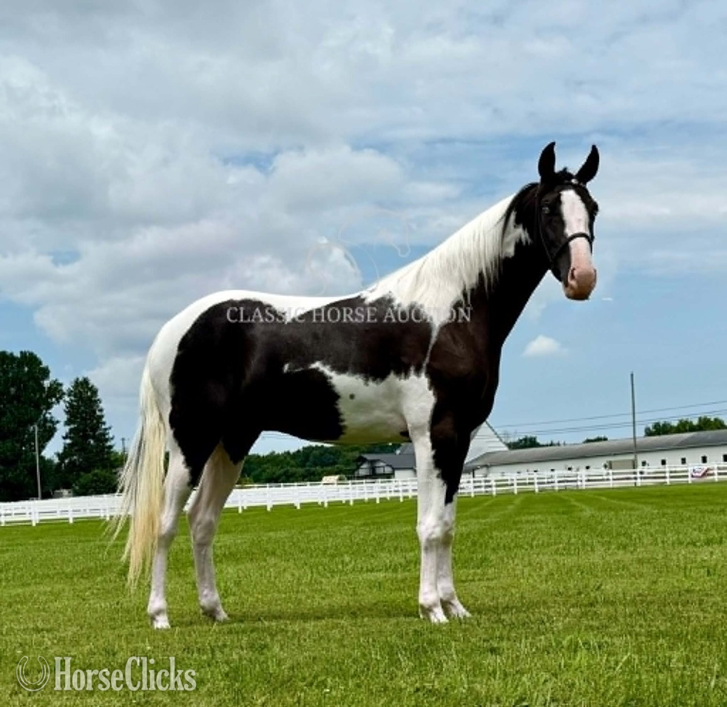 "BO" Tabiano Gelding Spotted Saddle - Spotted Saddle in Tennessee