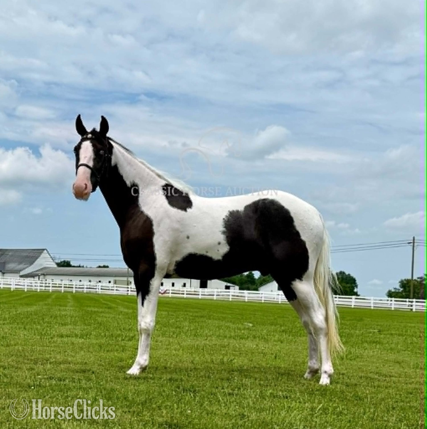 "BO" Tabiano Gelding Spotted Saddle - Spotted Saddle