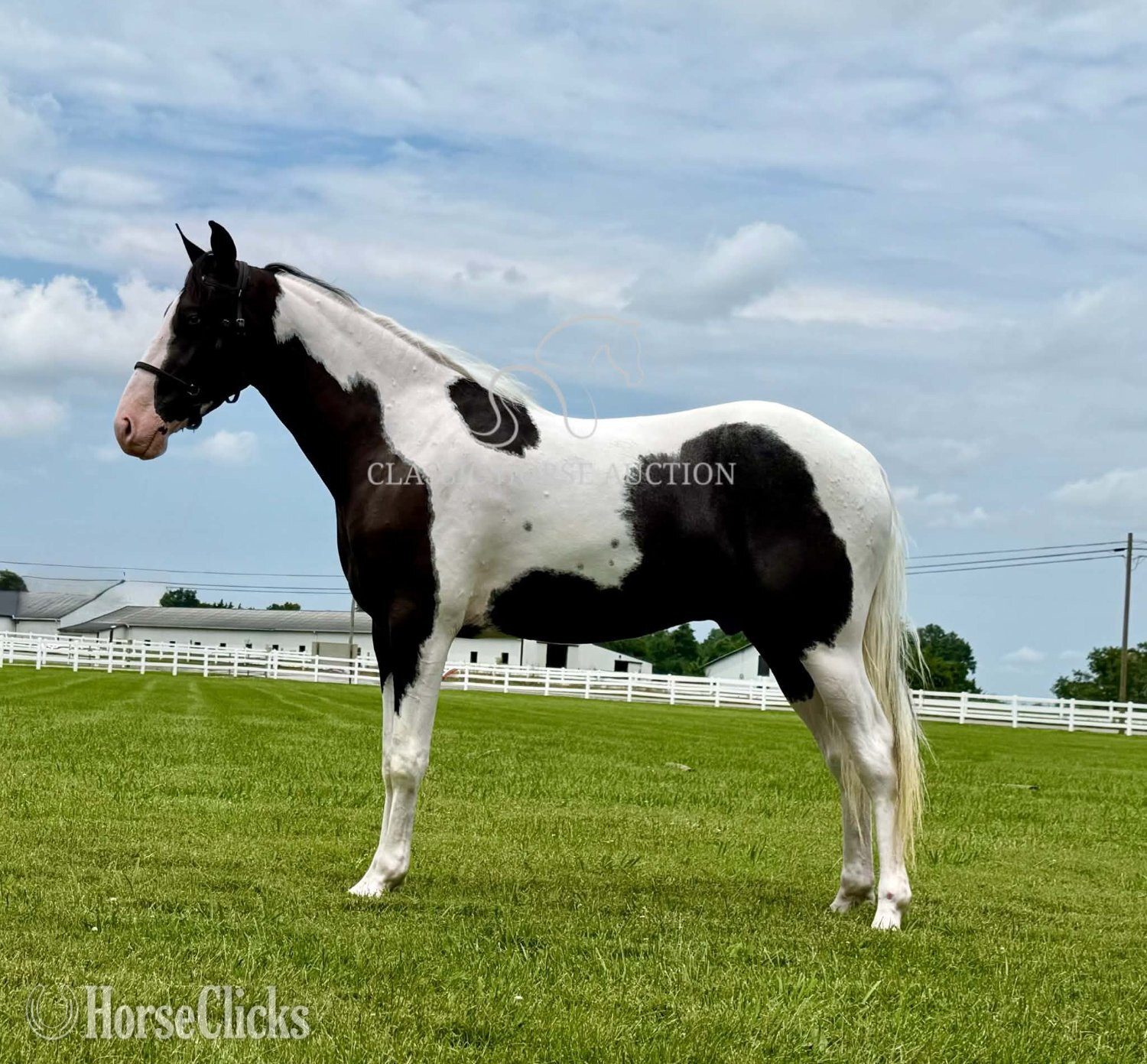"BO" Tabiano Gelding Spotted Saddle Tennessee