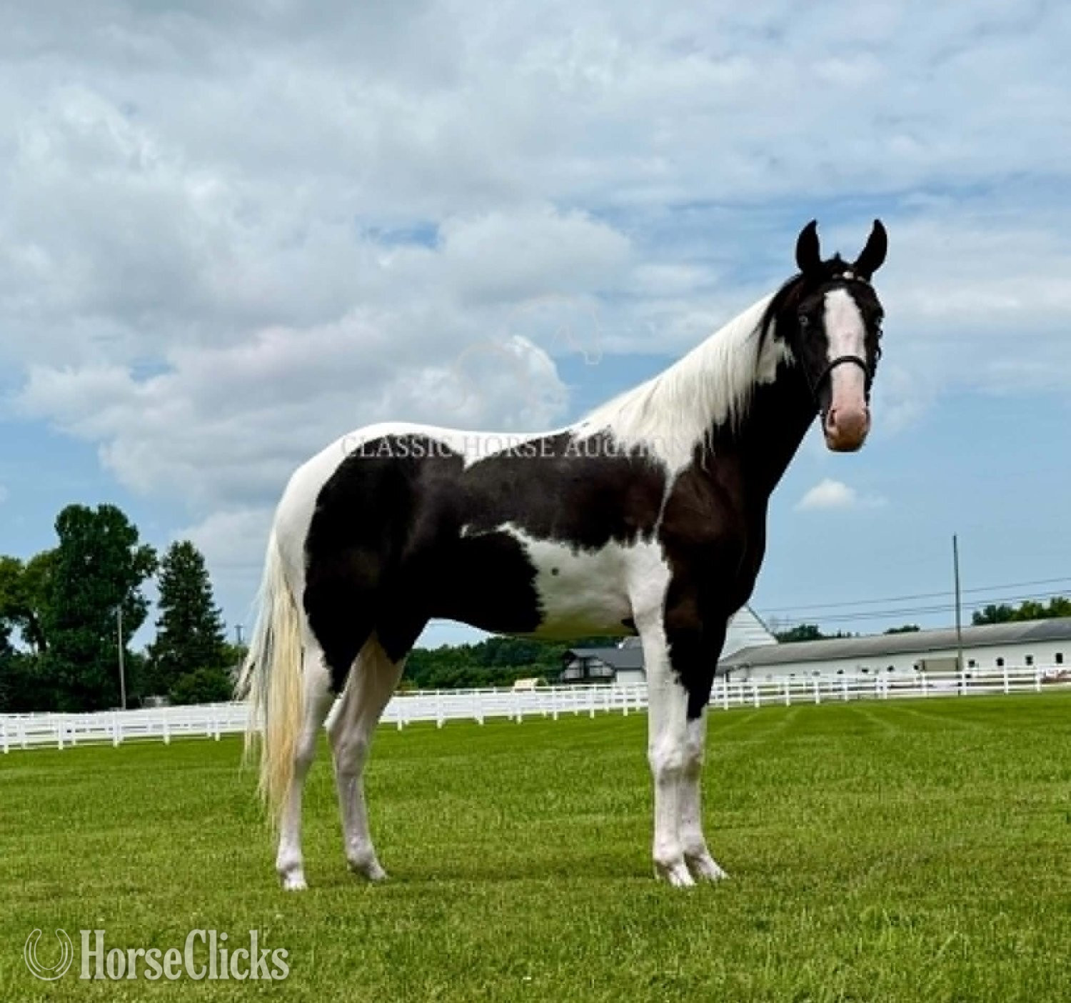 Spotted Saddle - "BO" Tabiano Gelding Spotted Saddle in Tennessee
