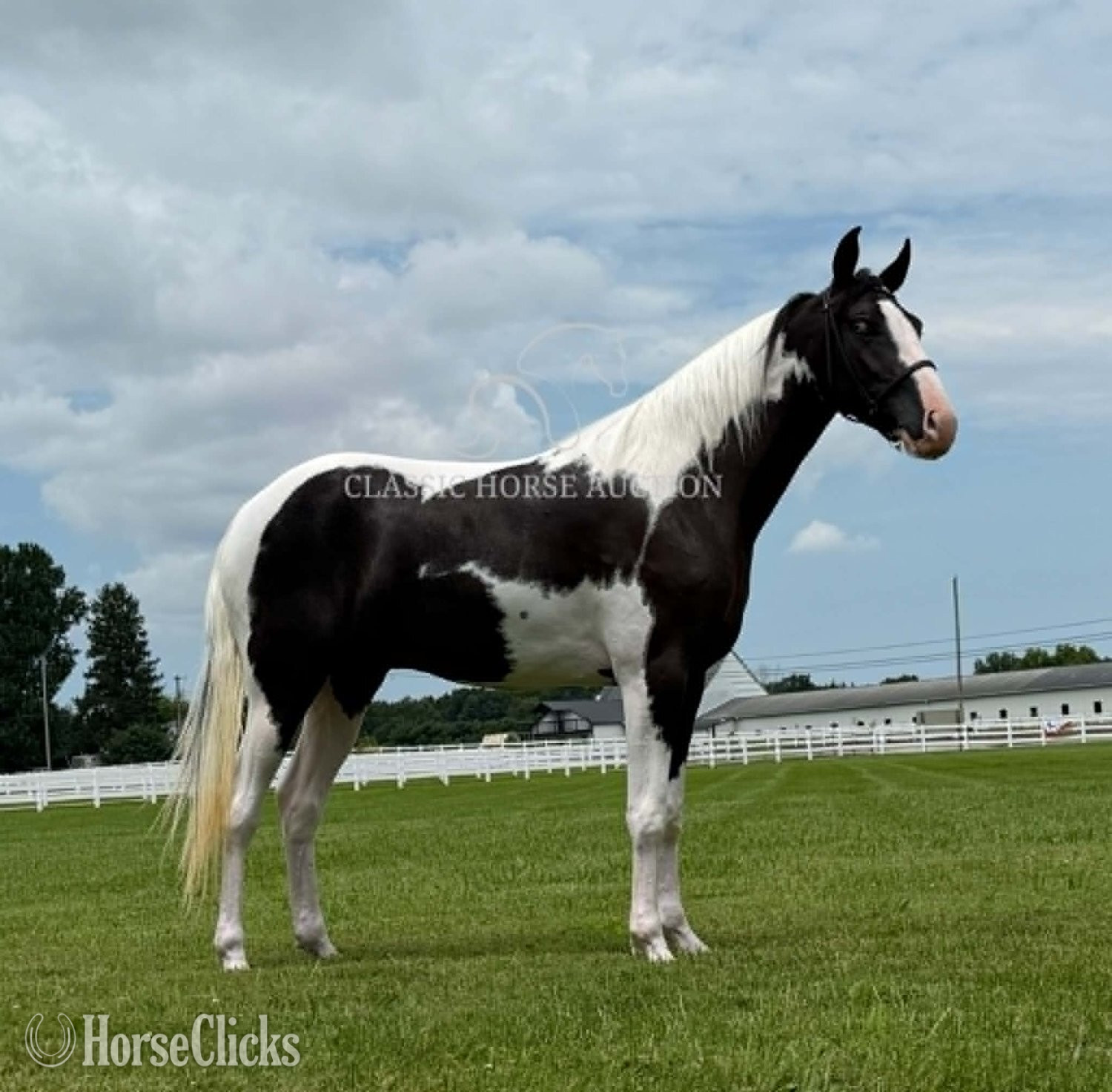 Spotted Saddle - "BO" Tabiano Gelding Spotted Saddle