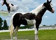 "BO" Tabiano Gelding Spotted Saddle