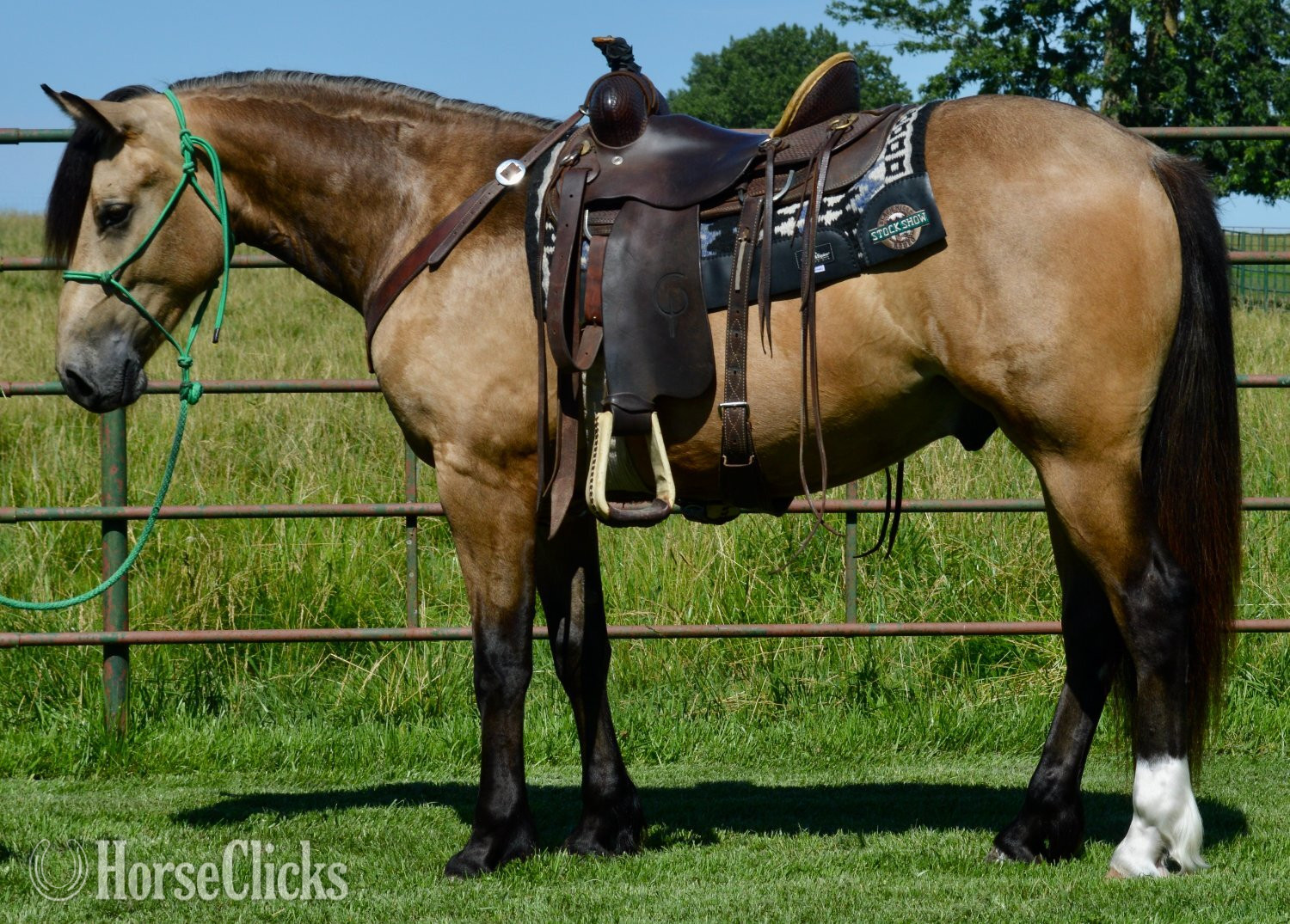 Missouri "Buck - Gypsy Vanner/AQHA cross." Buckskin Gelding Gypsy Vanner