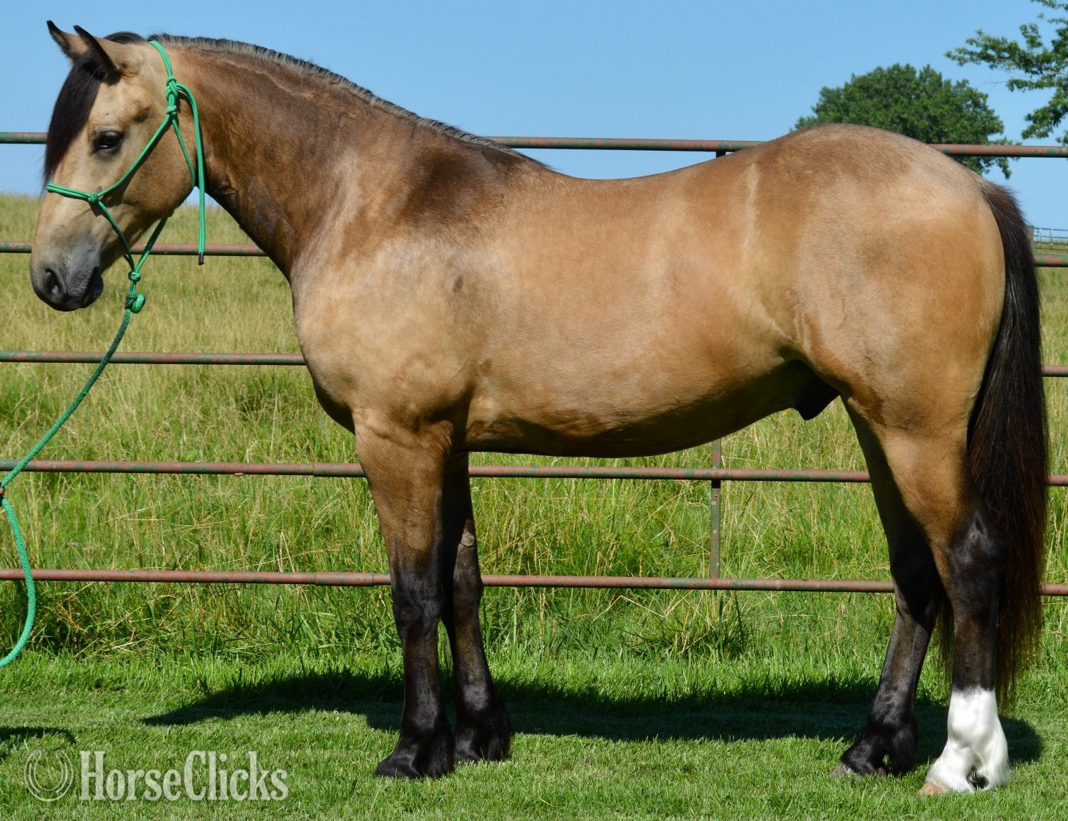 "Buck - Gypsy Vanner/AQHA cross." Buckskin Gelding Gypsy Vanner - Gypsy Vanner in Missouri