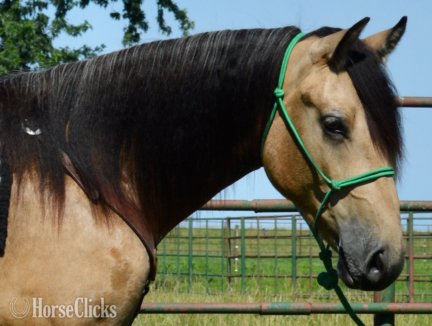 "Buck - Gypsy Vanner/AQHA cross." Buckskin Gelding Gypsy Vanner - Gypsy Vanner