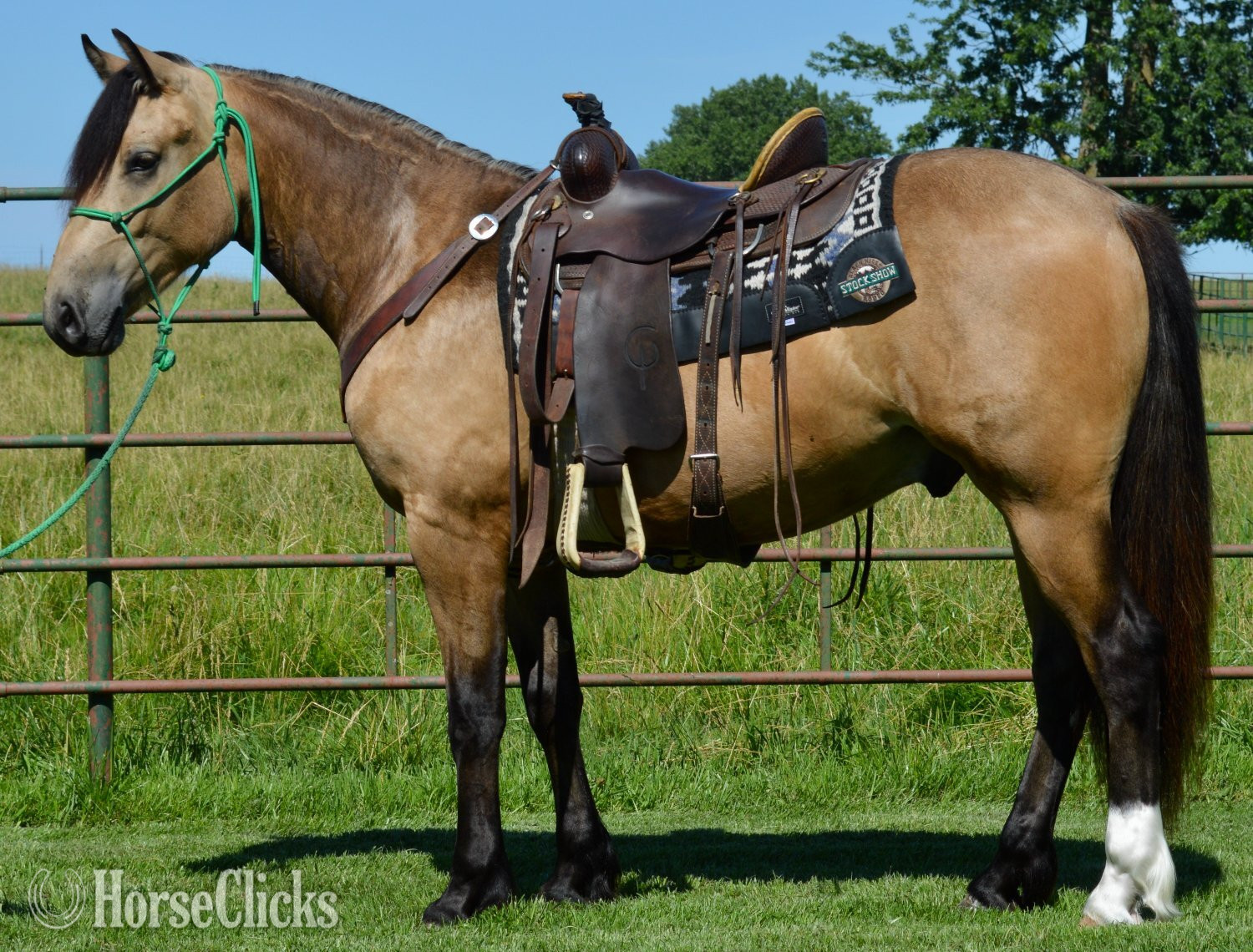 "Buck - Gypsy Vanner/AQHA cross." Buckskin Gelding Gypsy Vanner Missouri