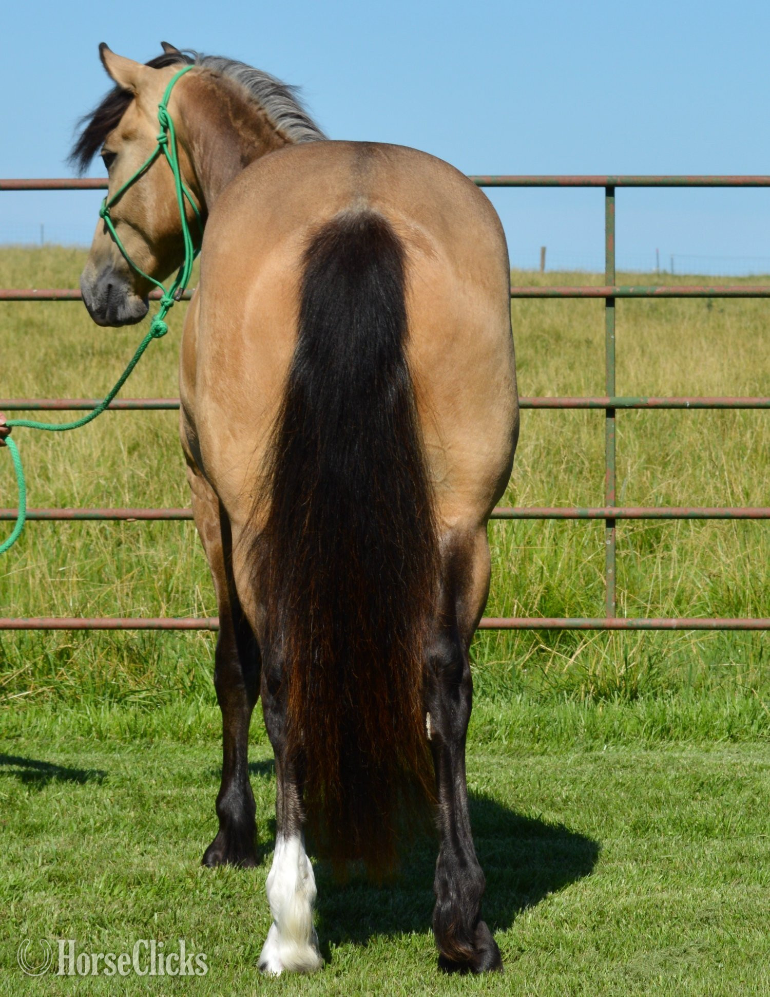 Gypsy Vanner - "Buck - Gypsy Vanner/AQHA cross." Buckskin Gelding Gypsy Vanner in Missouri