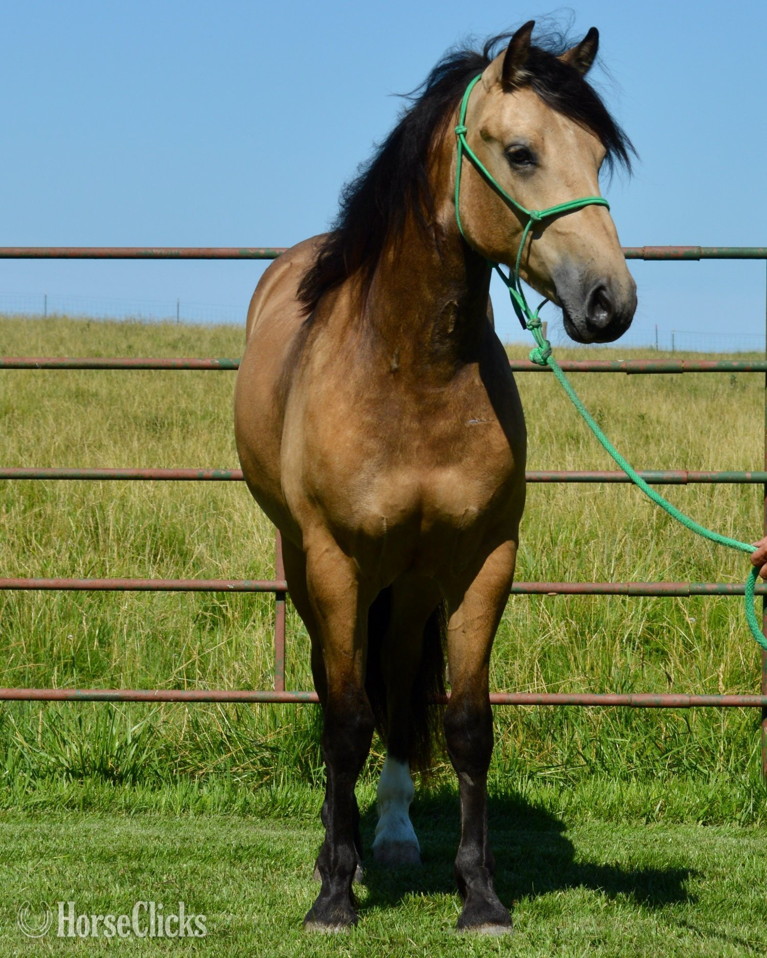 Gypsy Vanner - "Buck - Gypsy Vanner/AQHA cross." Buckskin Gelding Gypsy Vanner