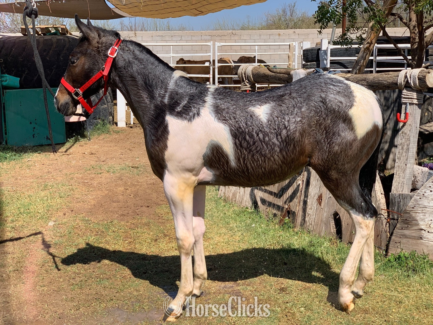 "VKRO Pepto Cat" Pinto Colt Paint in Arizona