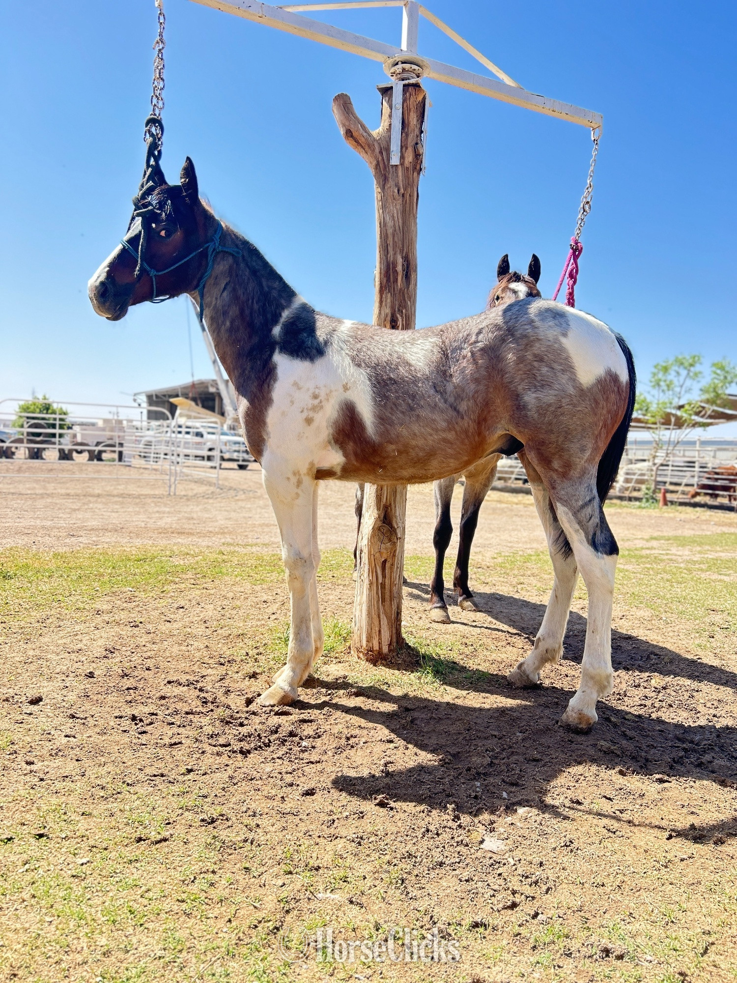 "VKRO Pepto Cat" Pinto Colt Paint