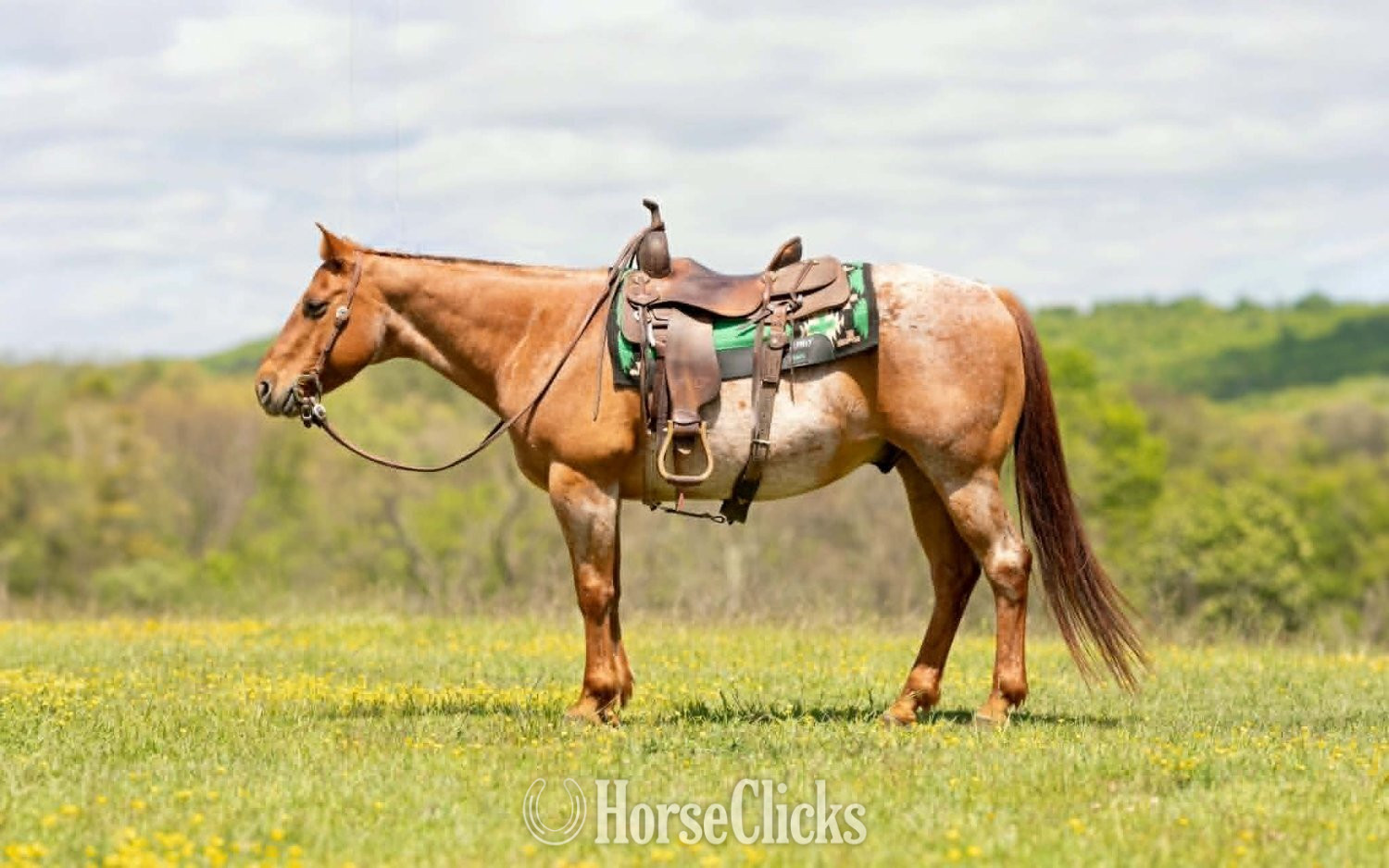 "RANGER" Red Roan Gelding Quarter Horse