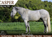 "Casper" Grey Gelding Quarter Pony