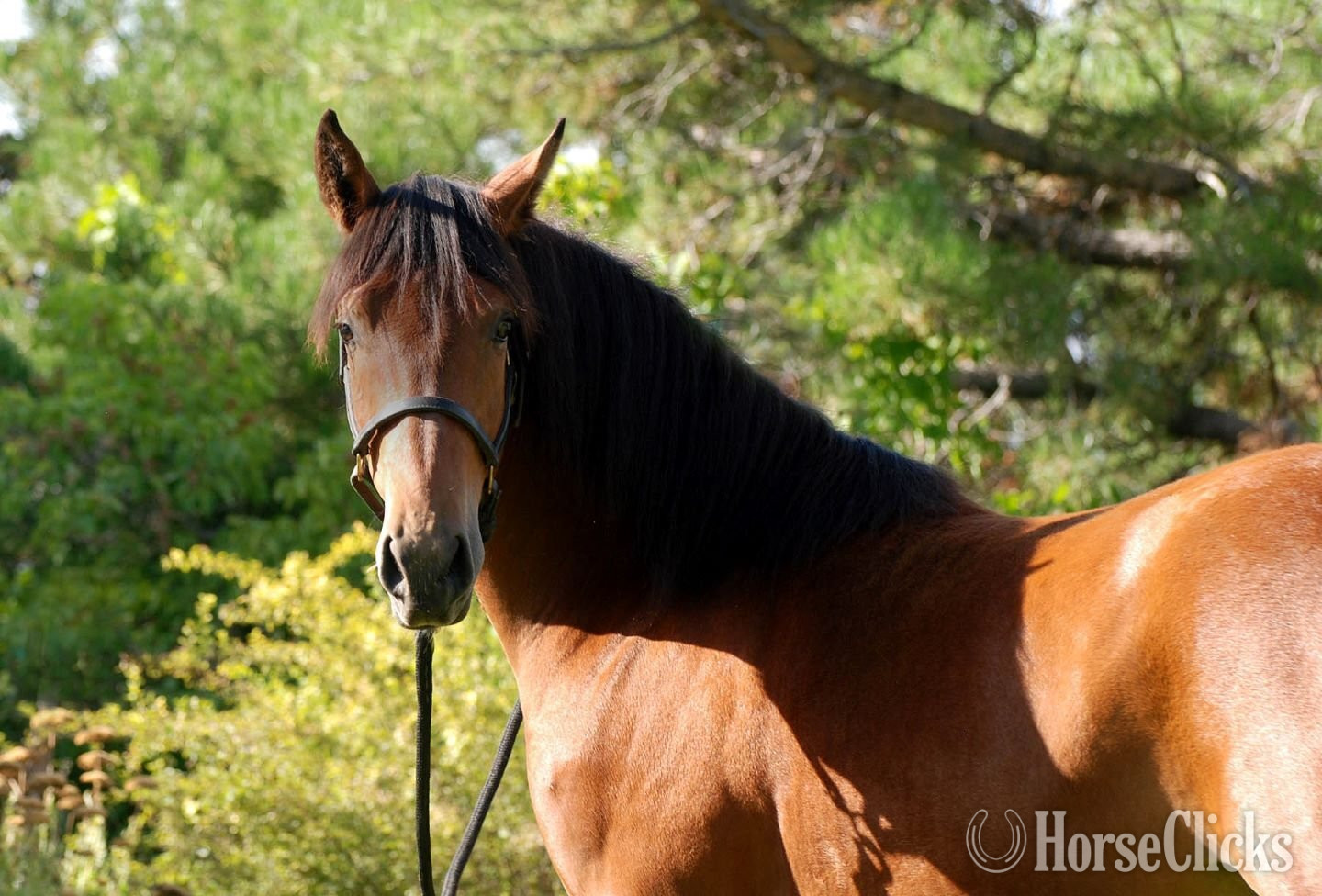 "Talisman" Bay Gelding Lusitano in Utah
