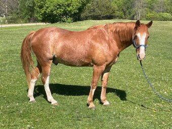 "Speedy" Red Roan Gelding Missouri Fox Trotter