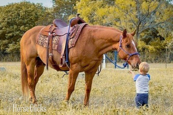 "Copper" Dun Gelding Quarter Horse