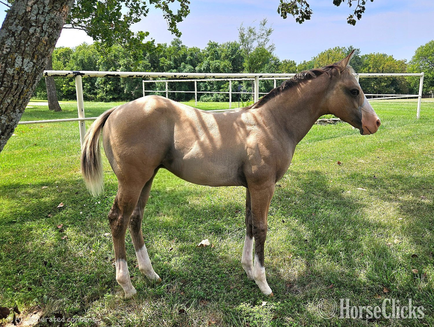 "Wicked Whizguns : aka Slayer" Dun Colt Quarter Horse in Kansas