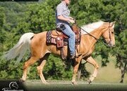 "King" Palomino Gelding Tennessee Walker