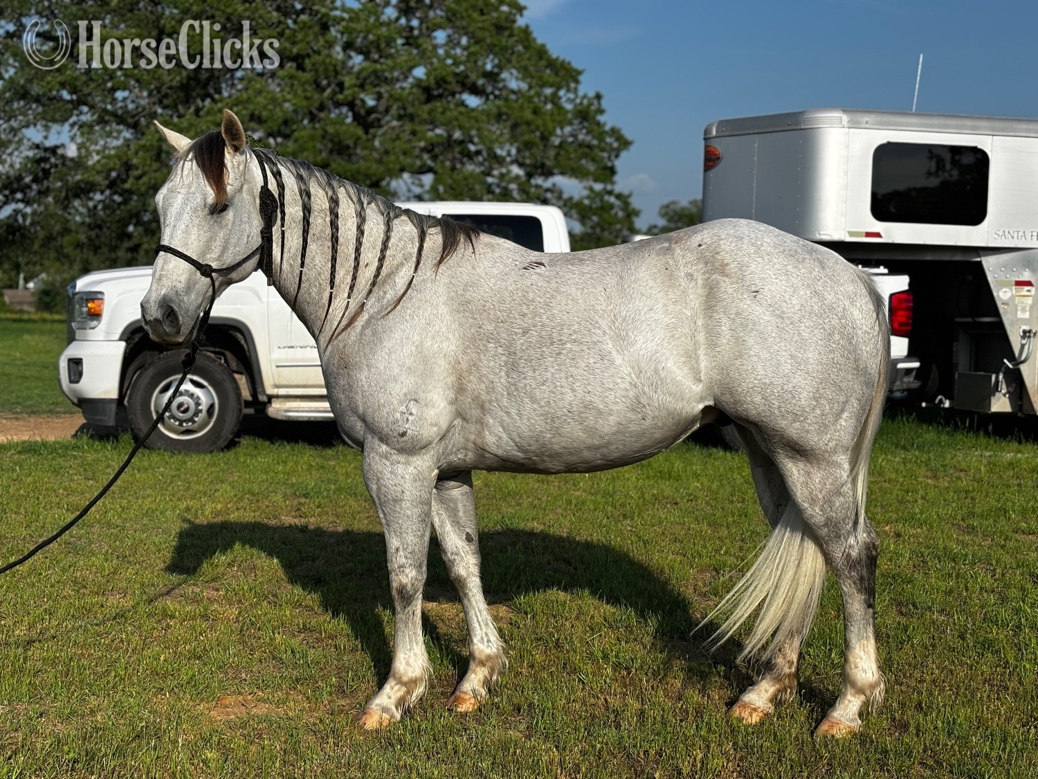 "Becaco Brawler" Grey Gelding Quarter Horse in Texas