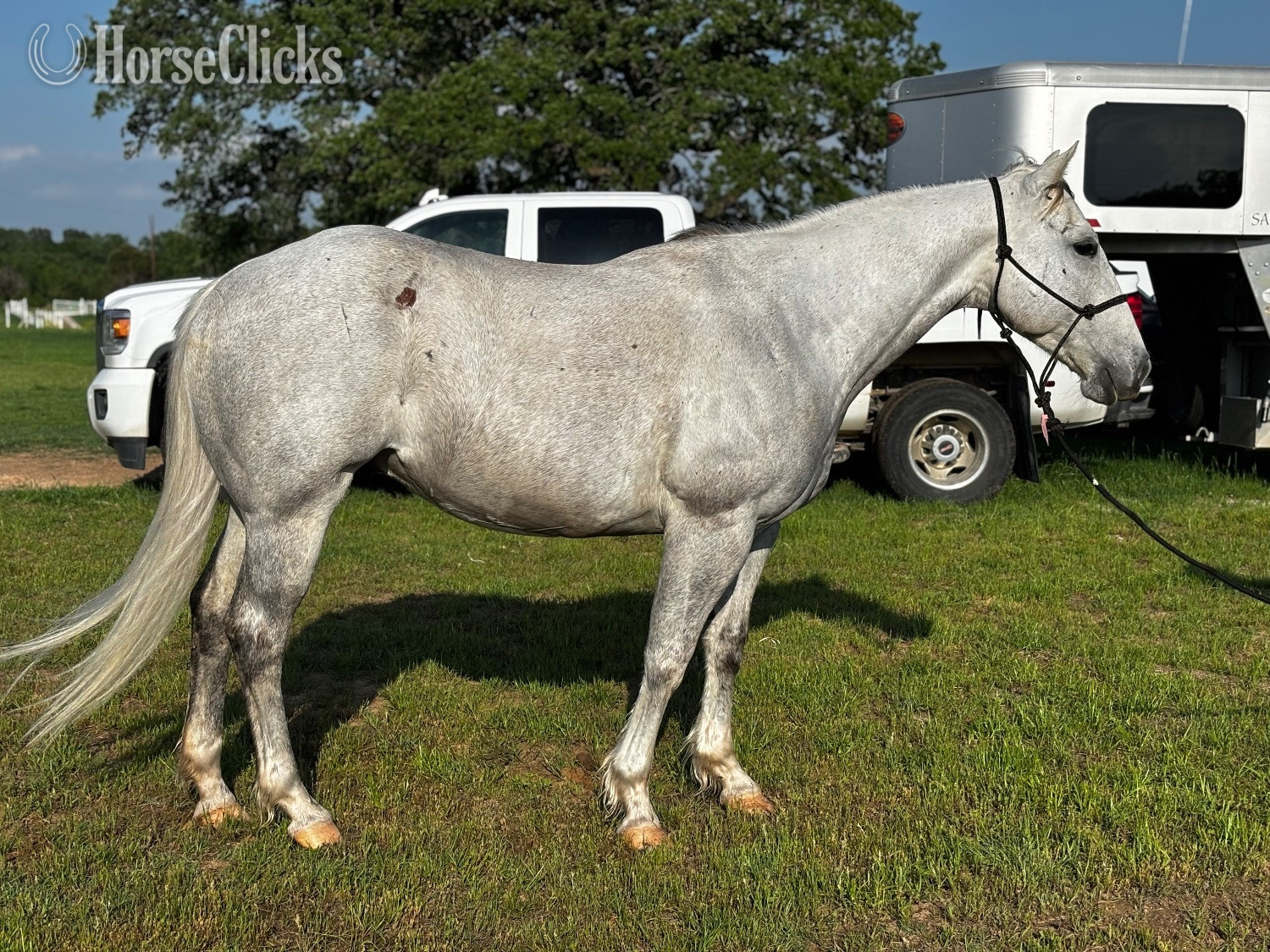 "Becaco Brawler" Grey Gelding Quarter Horse