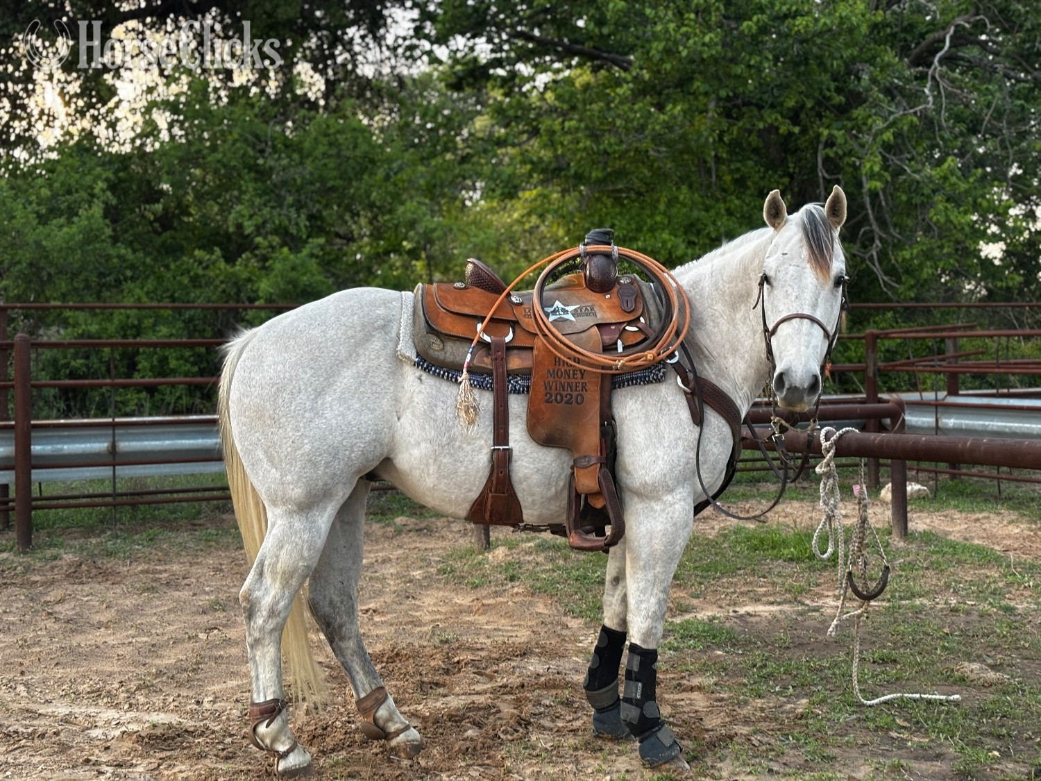 Texas "Becaco Brawler" Grey Gelding Quarter Horse
