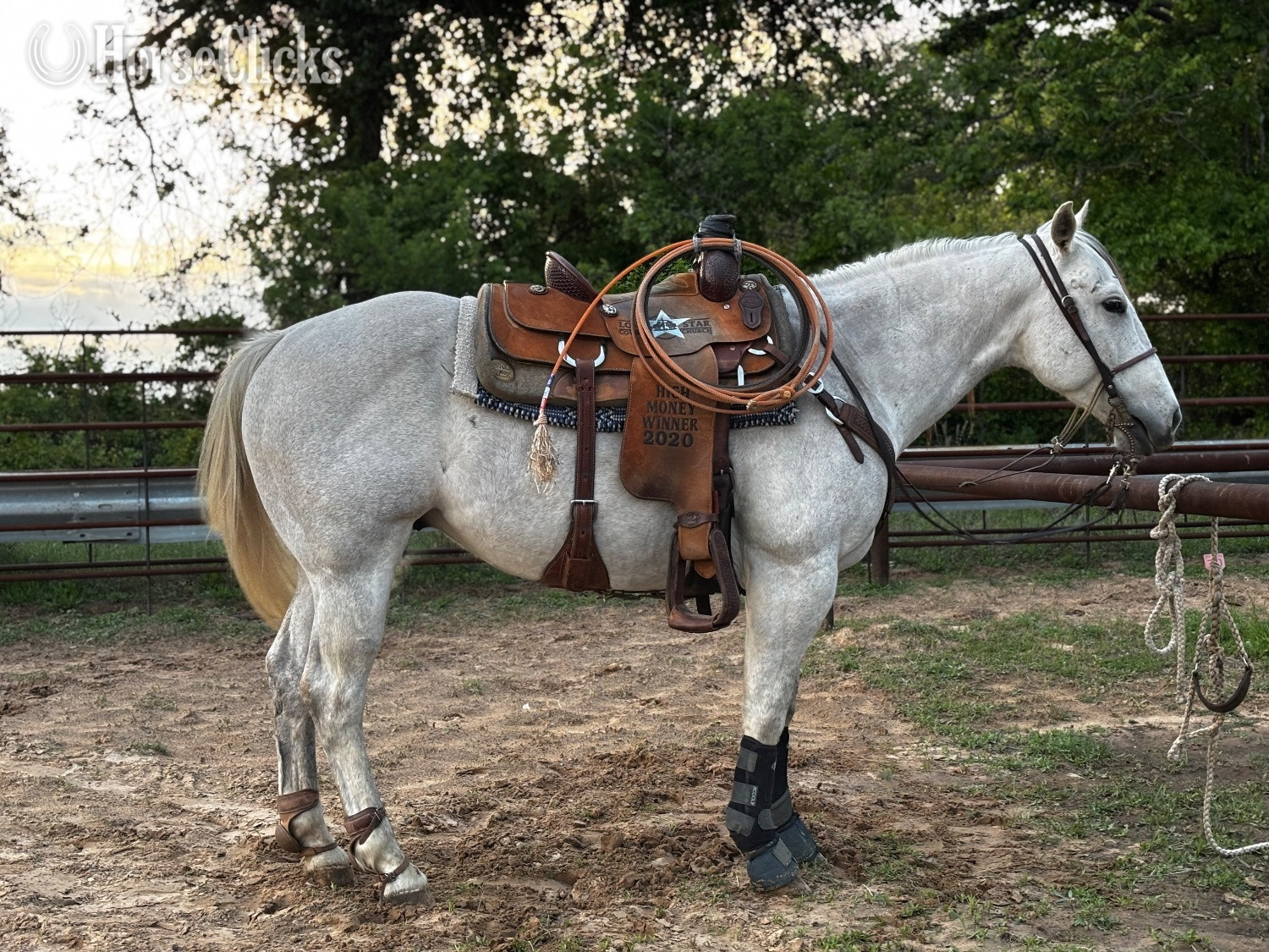 "Becaco Brawler" Grey Gelding Quarter Horse - Quarter Horse in Texas