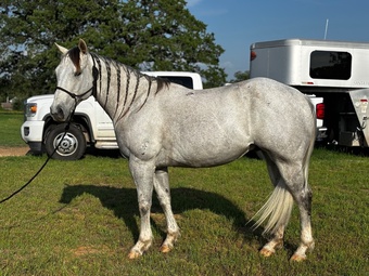 "Becaco Brawler" Grey Gelding Quarter Horse